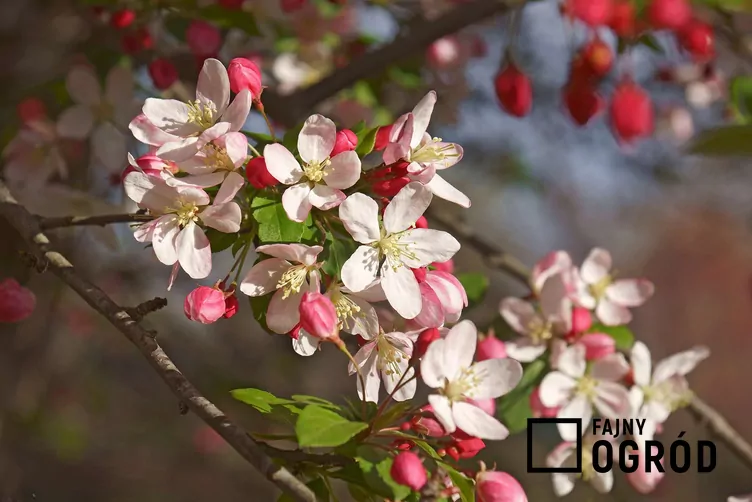 Jabłoń kwiecista - zdjęcie 5