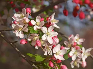 Jabłoń kwiecista - zdjęcie 5