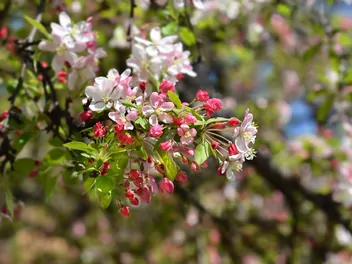Ilustracja rośliny jabłoń kwiecista