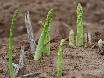 Ilustracja rośliny szparag lekarski