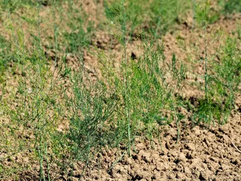 Szparag lekarski - zdjęcie 2