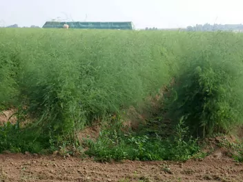 Szparag lekarski - zdjęcie 3