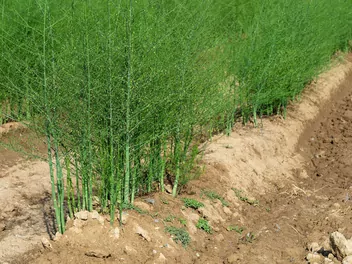 Szparag lekarski - zdjęcie 4