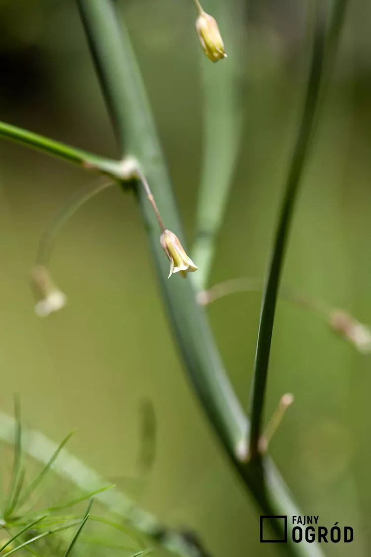 Szparag lekarski - zdjęcie 5