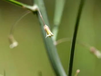 Szparag lekarski - zdjęcie 5