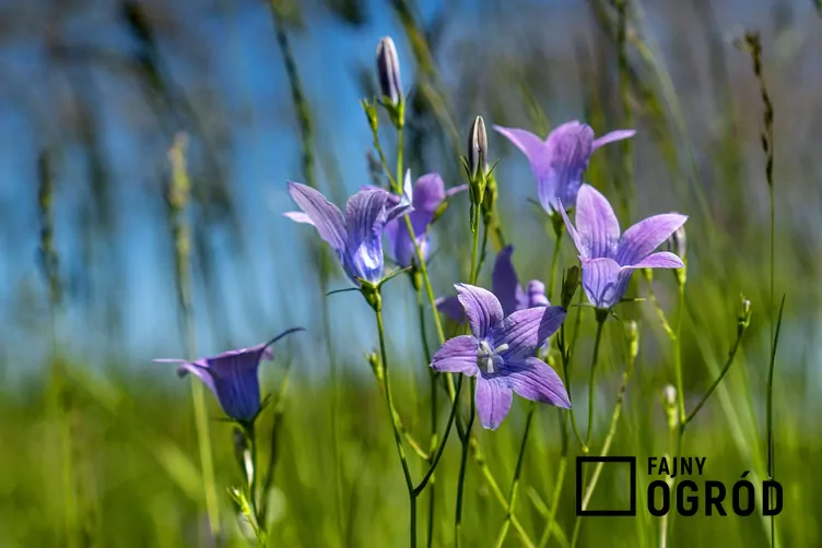 Dzwonek rozpierzchły