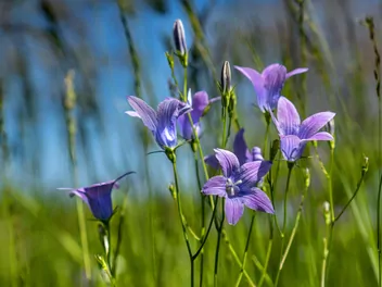 Dzwonek rozpierzchły - zdjęcie 2