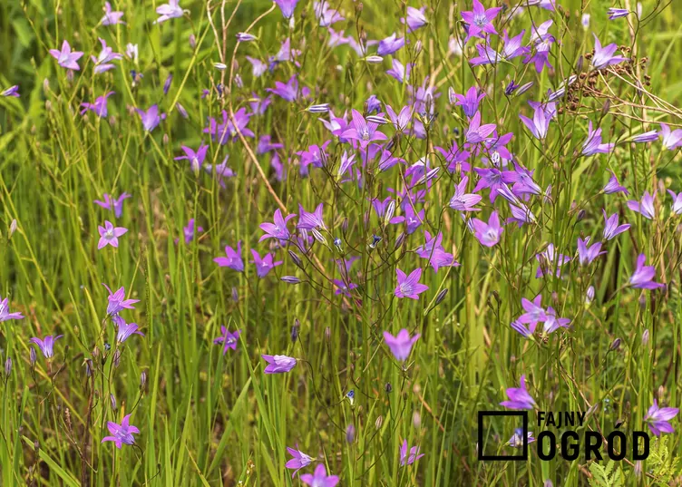 Dzwonek rozpierzchły