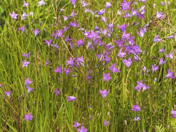 Dzwonek rozpierzchły - zdjęcie 3