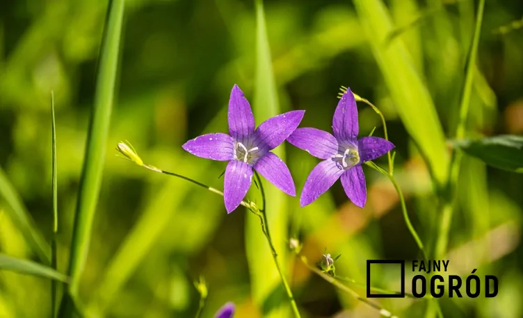 Dzwonek rozpierzchły