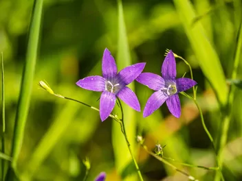 Dzwonek rozpierzchły - zdjęcie 4
