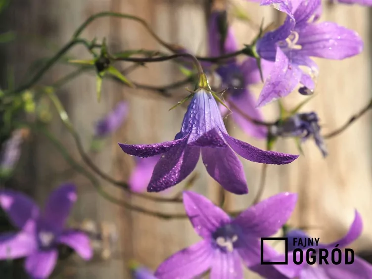 Dzwonek rozpierzchły - zdjęcie 5