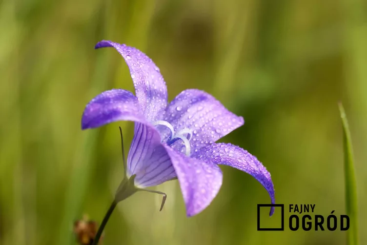 Dzwonek rozpierzchły