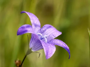 Ilustracja rośliny dzwonek rozpierzchły