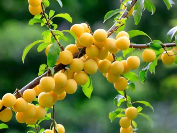 Ilustracja rośliny morela japońska