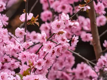 Morela japońska - zdjęcie 2