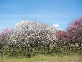 Morela japońska - zdjęcie 3