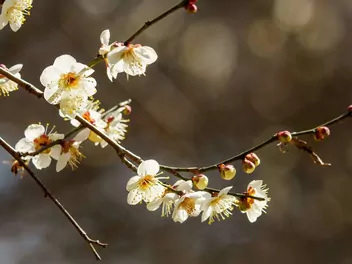 Morela japońska - zdjęcie 4