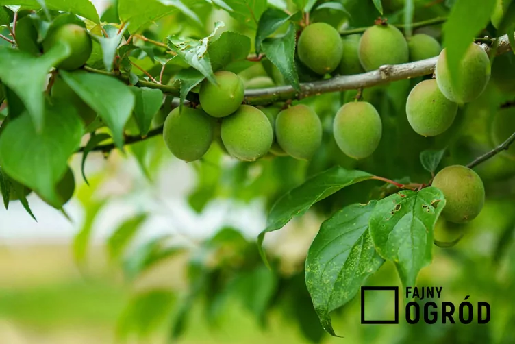 Morela japońska - zdjęcie 5