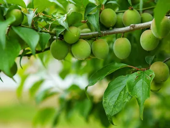 Morela japońska - zdjęcie 5