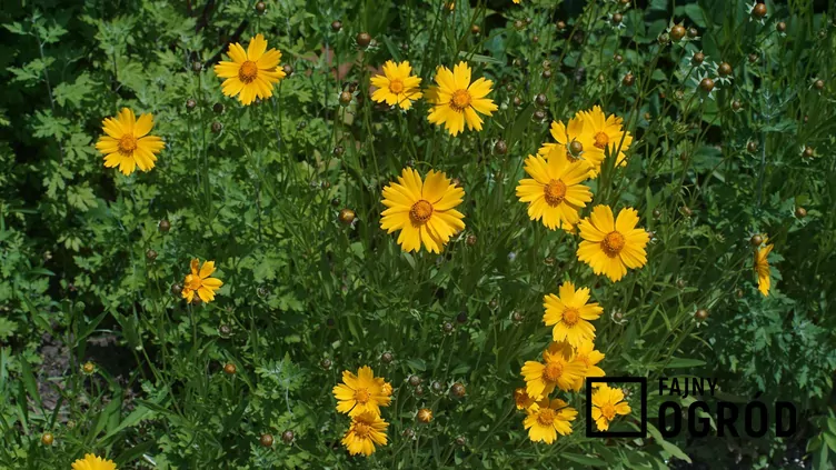 Nachyłek lancetowaty