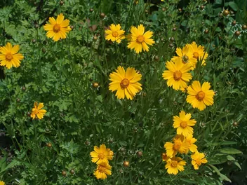 Ilustracja rośliny nachyłek lancetowaty