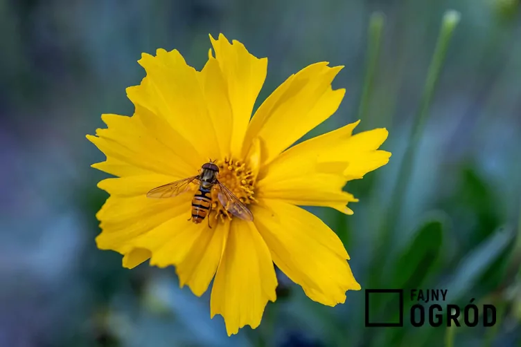 Nachyłek lancetowaty