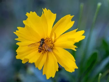 Nachyłek lancetowaty - zdjęcie 2