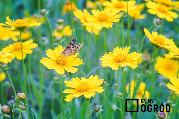 Nachyłek lancetowaty