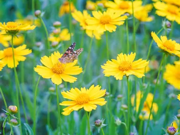 Nachyłek lancetowaty - zdjęcie 3