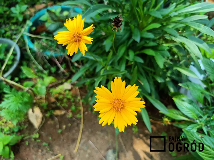 Nachyłek lancetowaty