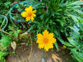 Nachyłek lancetowaty - zdjęcie 4