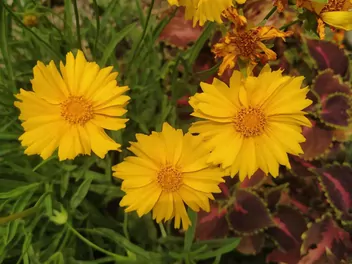 Nachyłek lancetowaty - zdjęcie 5