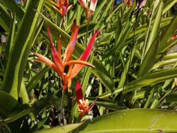 Helikonia papuzia - zdjęcie 2