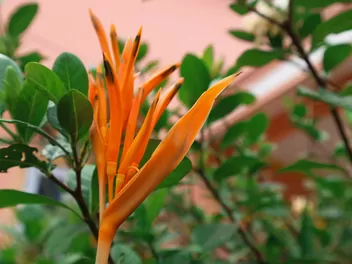 Helikonia papuzia - zdjęcie 3