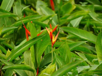 Helikonia papuzia - zdjęcie 4