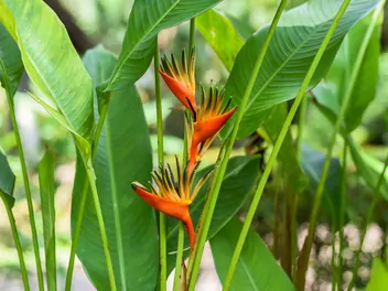 Helikonia papuzia - zdjęcie 5