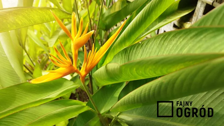 Helikonia papuzia