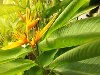 Ilustracja rośliny helikonia papuzia