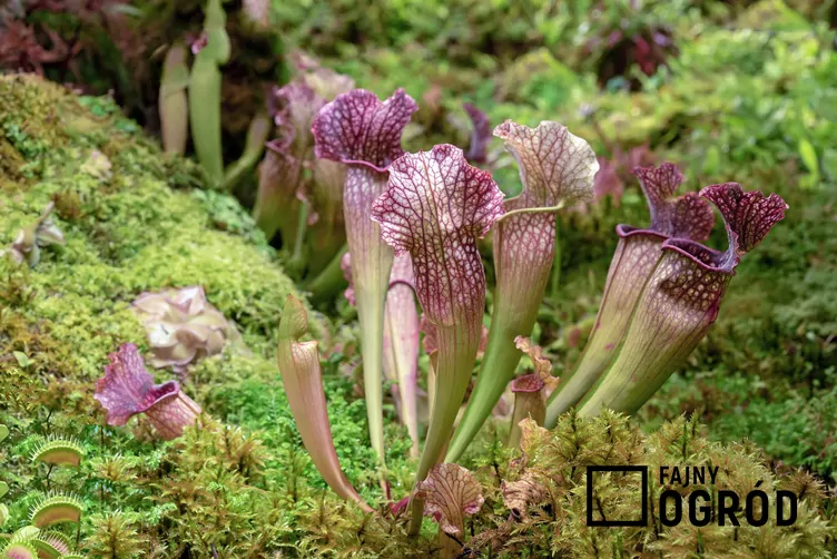 Kapturnica purpurowa