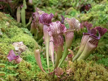 Kapturnica purpurowa - zdjęcie 2