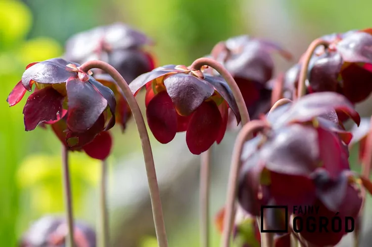 Kapturnica purpurowa