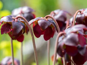 Kapturnica purpurowa - zdjęcie 3