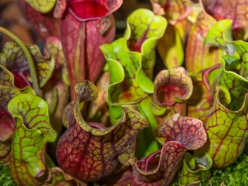 Kapturnica purpurowa - zdjęcie 4