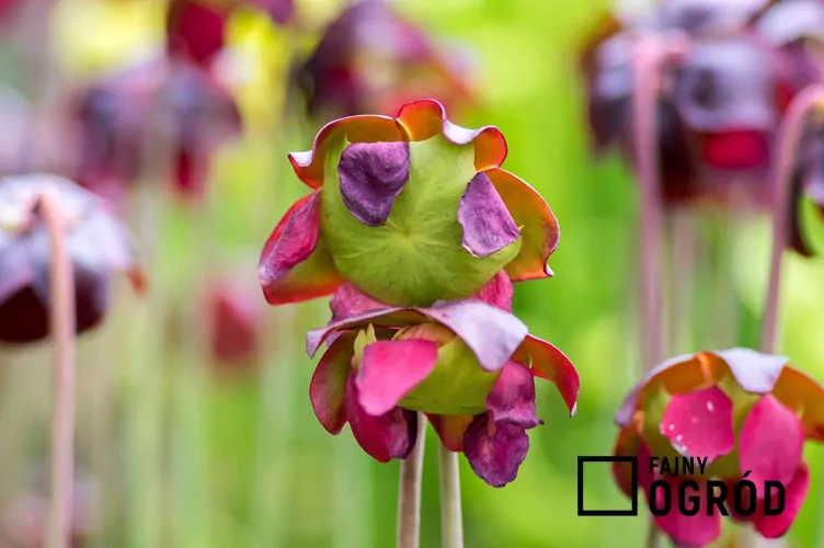 Kapturnica purpurowa - zdjęcie 5