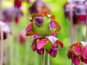 Kapturnica purpurowa - zdjęcie 5