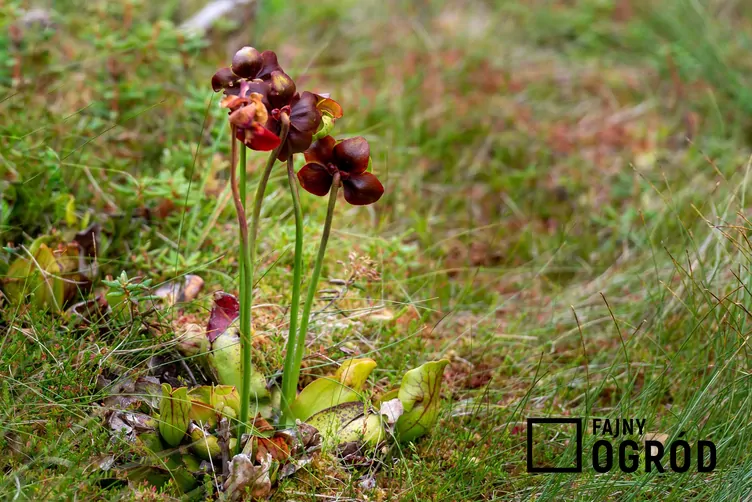 kapturnica-purpurowa-1 Kapturnica purpurowa