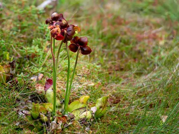 Ilustracja rośliny kapturnica purpurowa