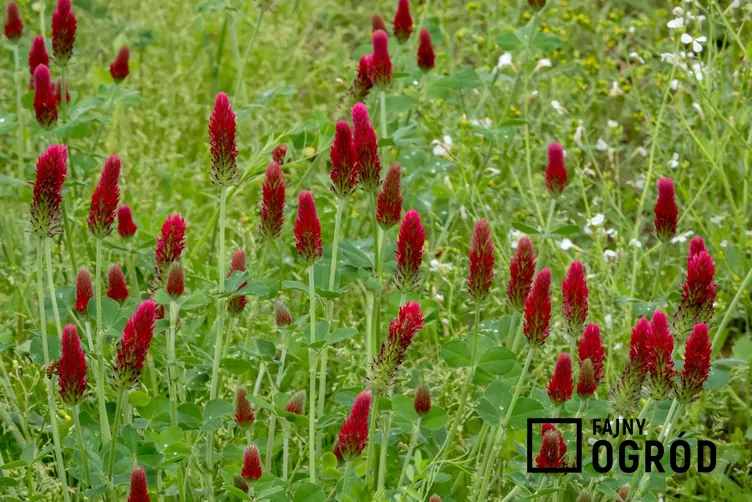 Koniczyna inkarnatka