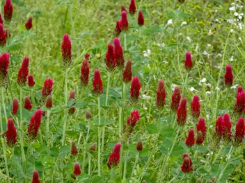 Koniczyna krwistoczerwona - zdjęcie 2